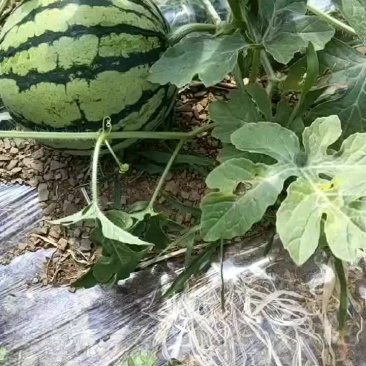 自己种植的西瓜