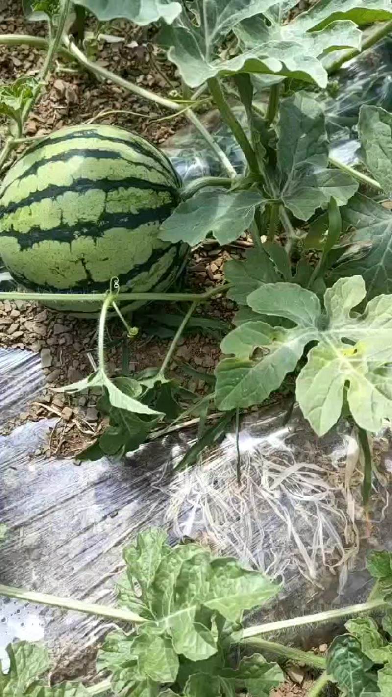 自己种植的西瓜