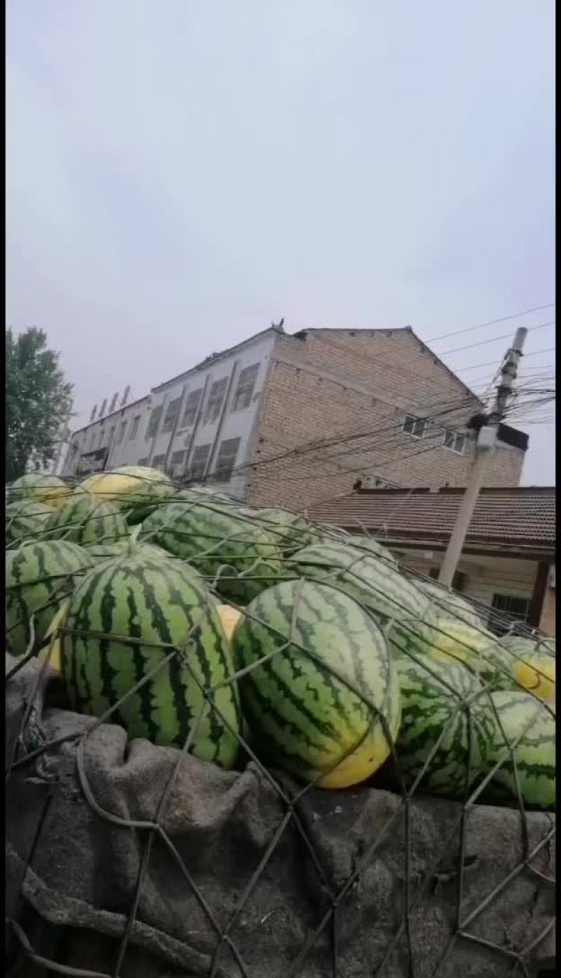 精品春光62，全部十斤以上，保质保量，包熟包甜，价格便宜