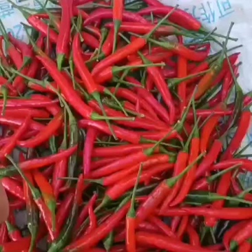 好货小米椒