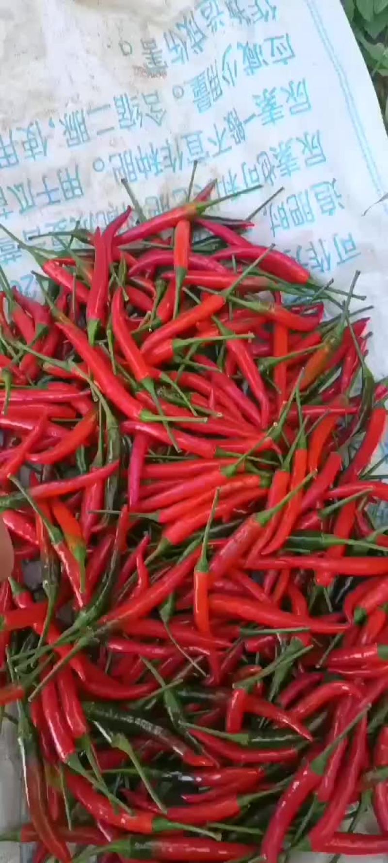好货小米椒