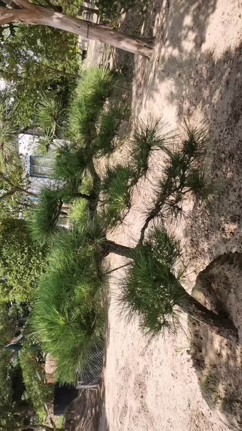 造型松