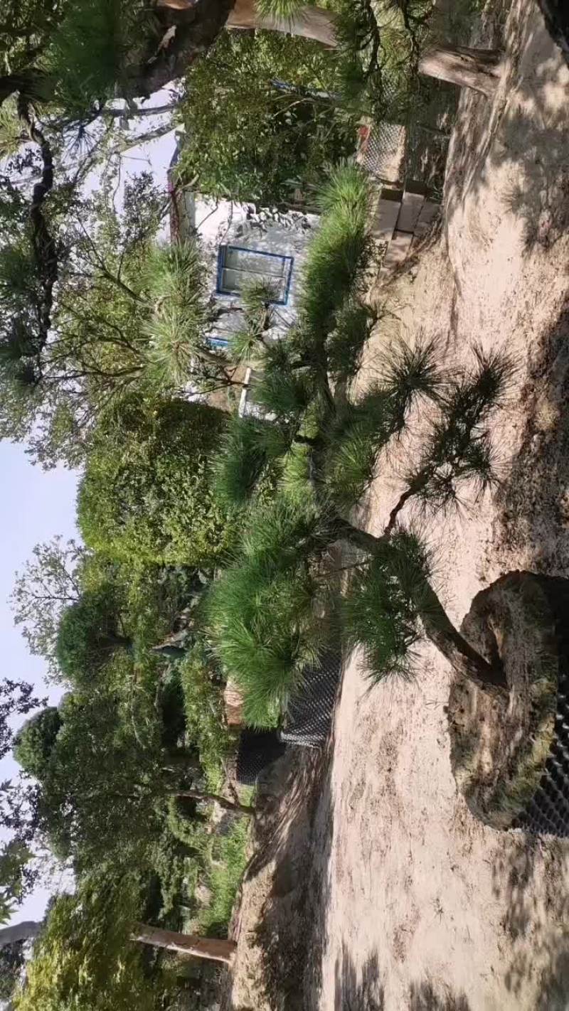 造型松