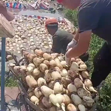 莲藕，精品大白货，个头大特别白嫩，条形直藕节圆润正常有货