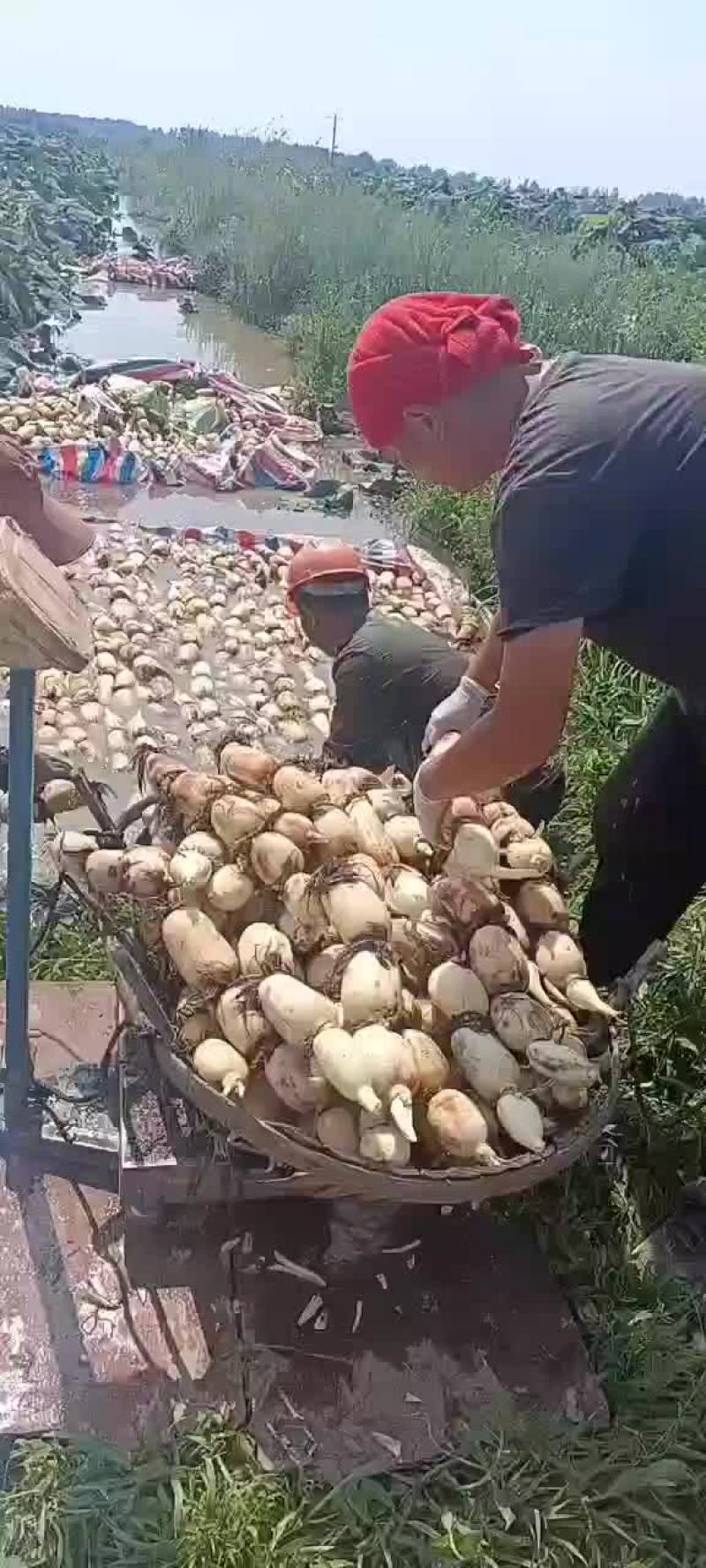 莲藕，精品大白货，个头大特别白嫩，条形直藕节圆润正常有货