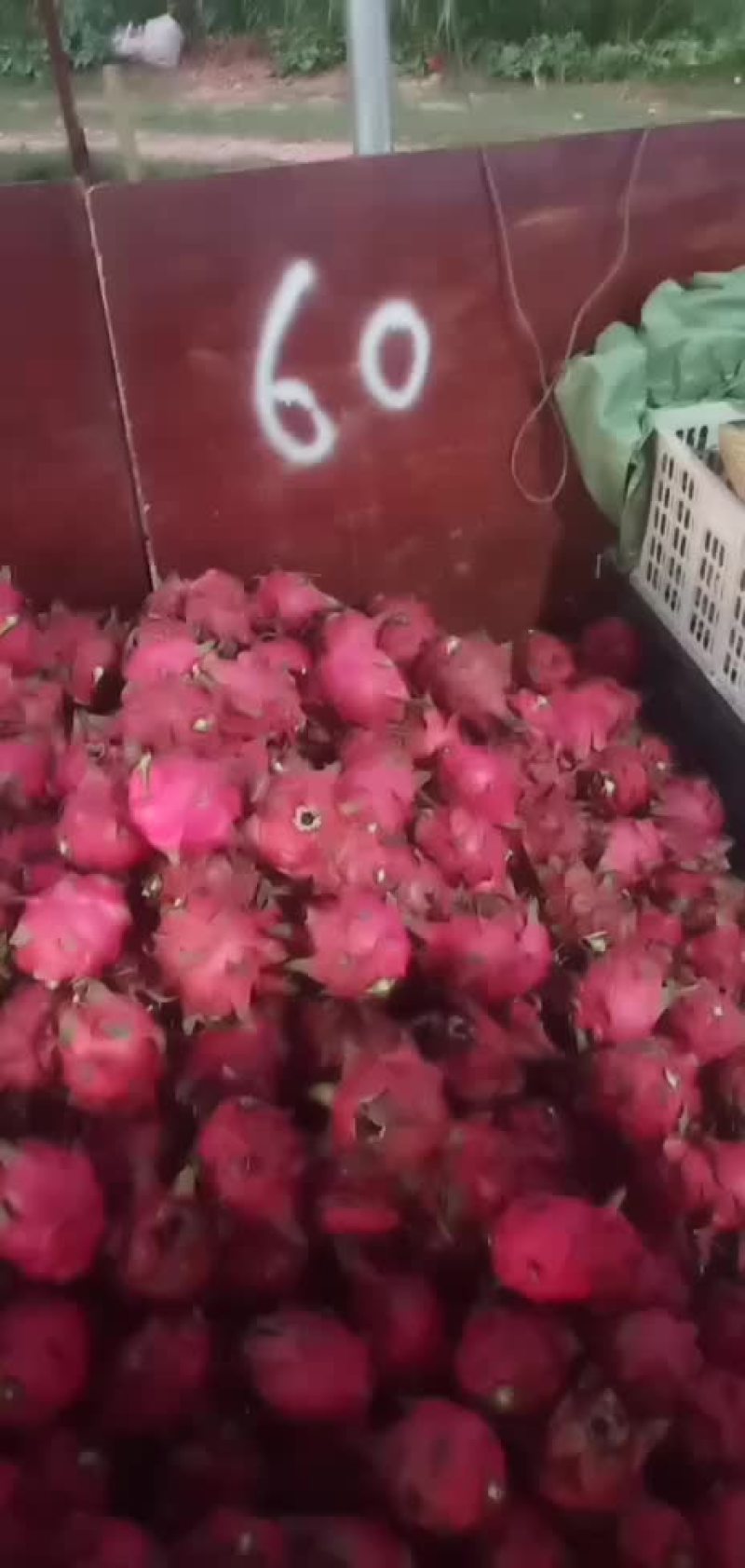 广西南宁红心火龙果