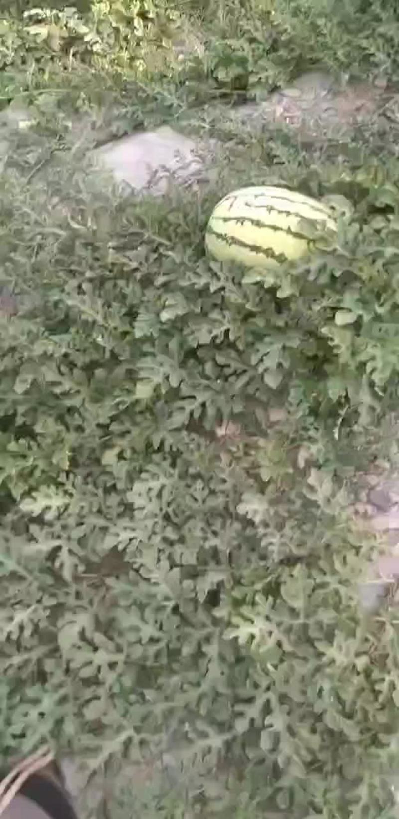 硒砂瓜