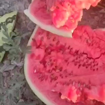 硒砂瓜
