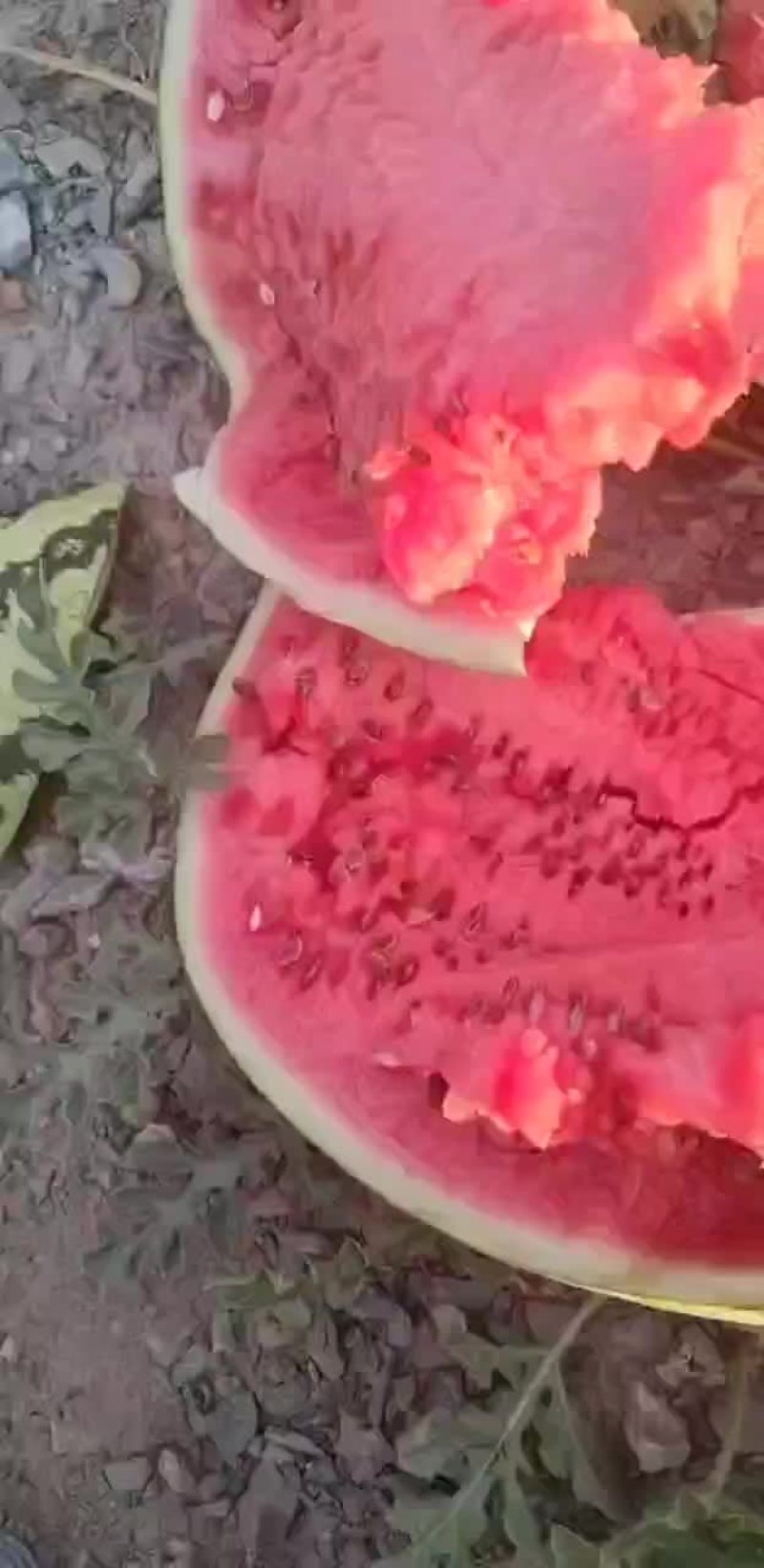 硒砂瓜
