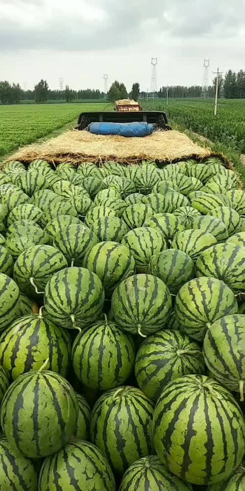 赤峰沙地西瓜