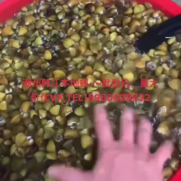 黄沙蚬