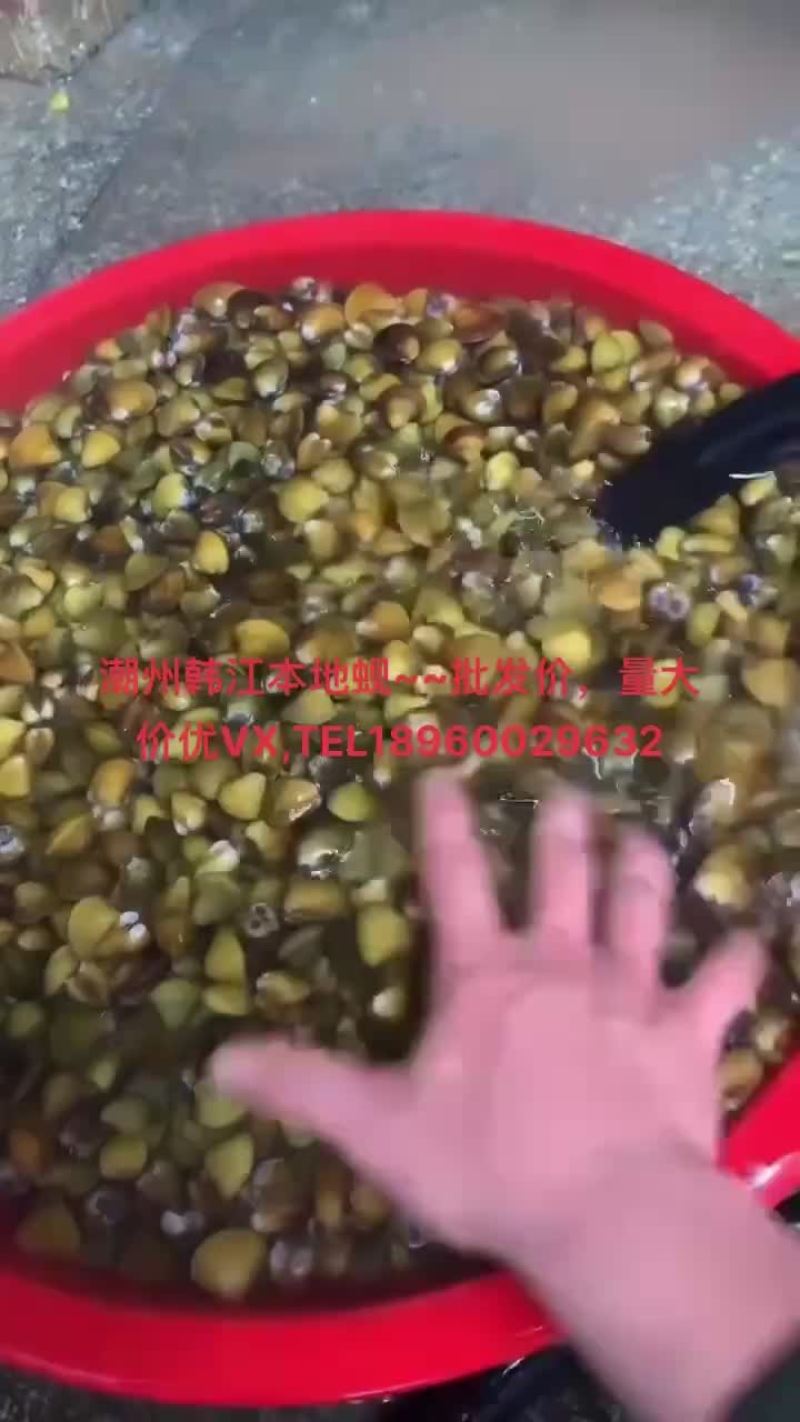 黄沙蚬