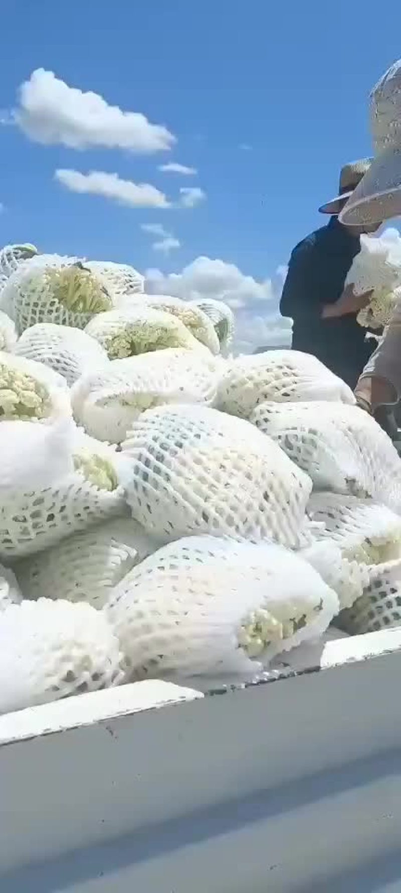 花菜