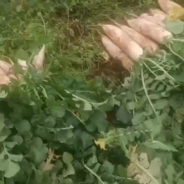 白萝卜