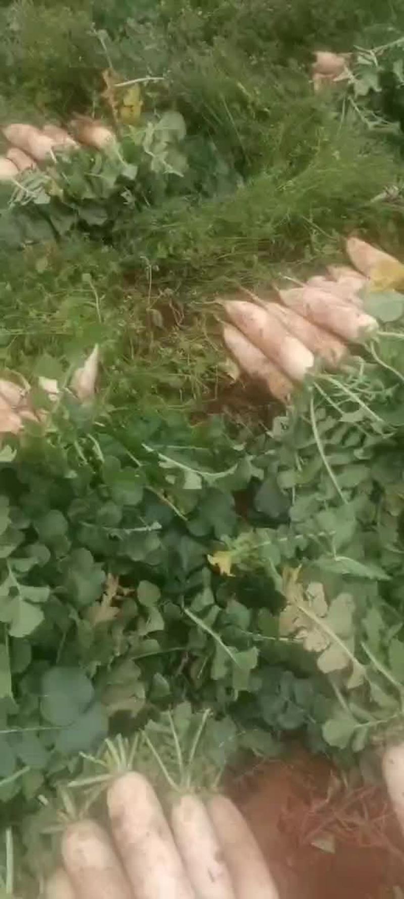 白萝卜