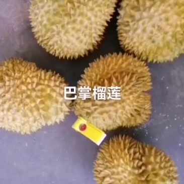 特价巴掌榴莲