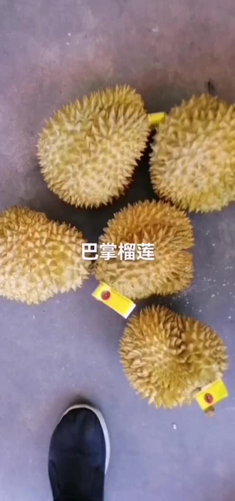 特价巴掌榴莲