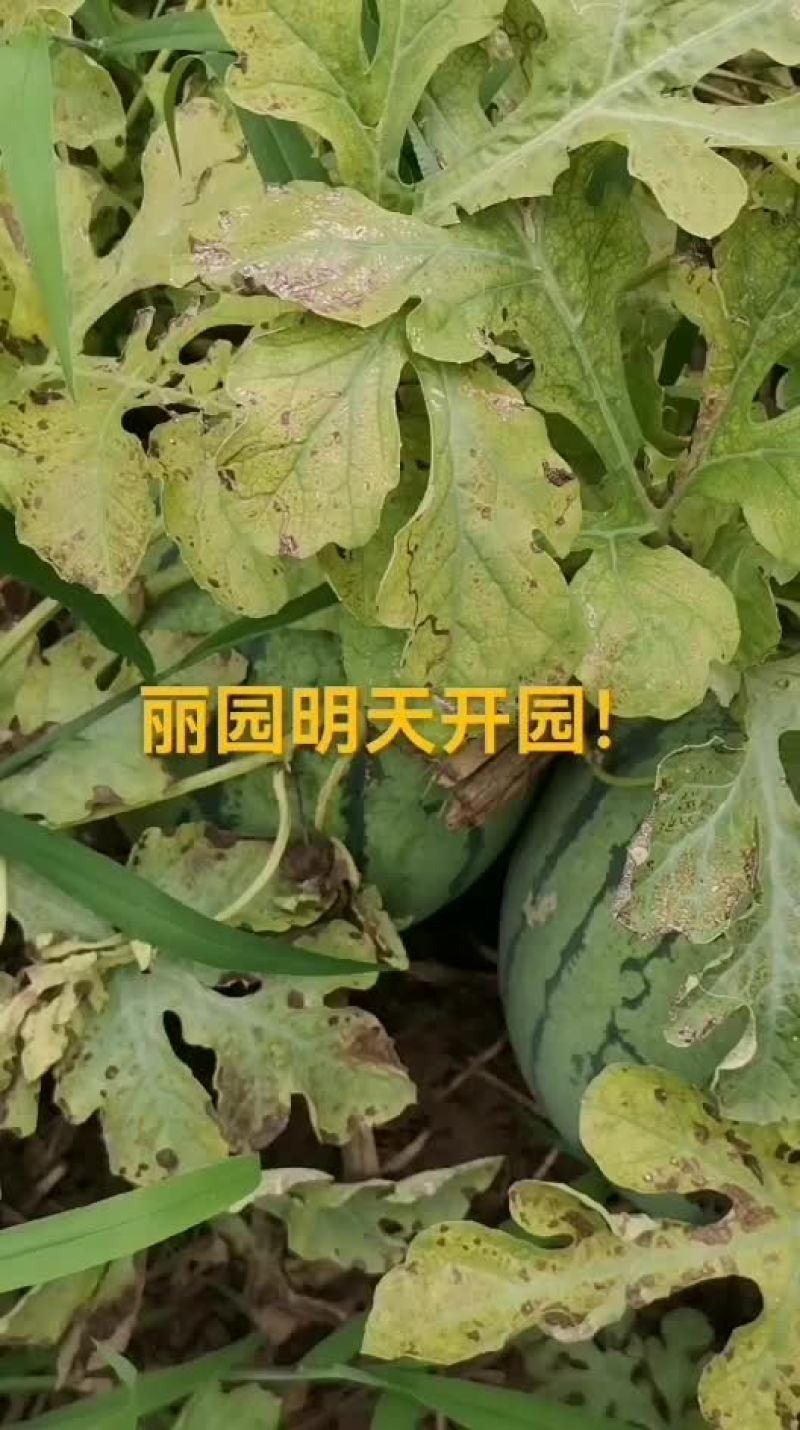 西瓜热卖中！