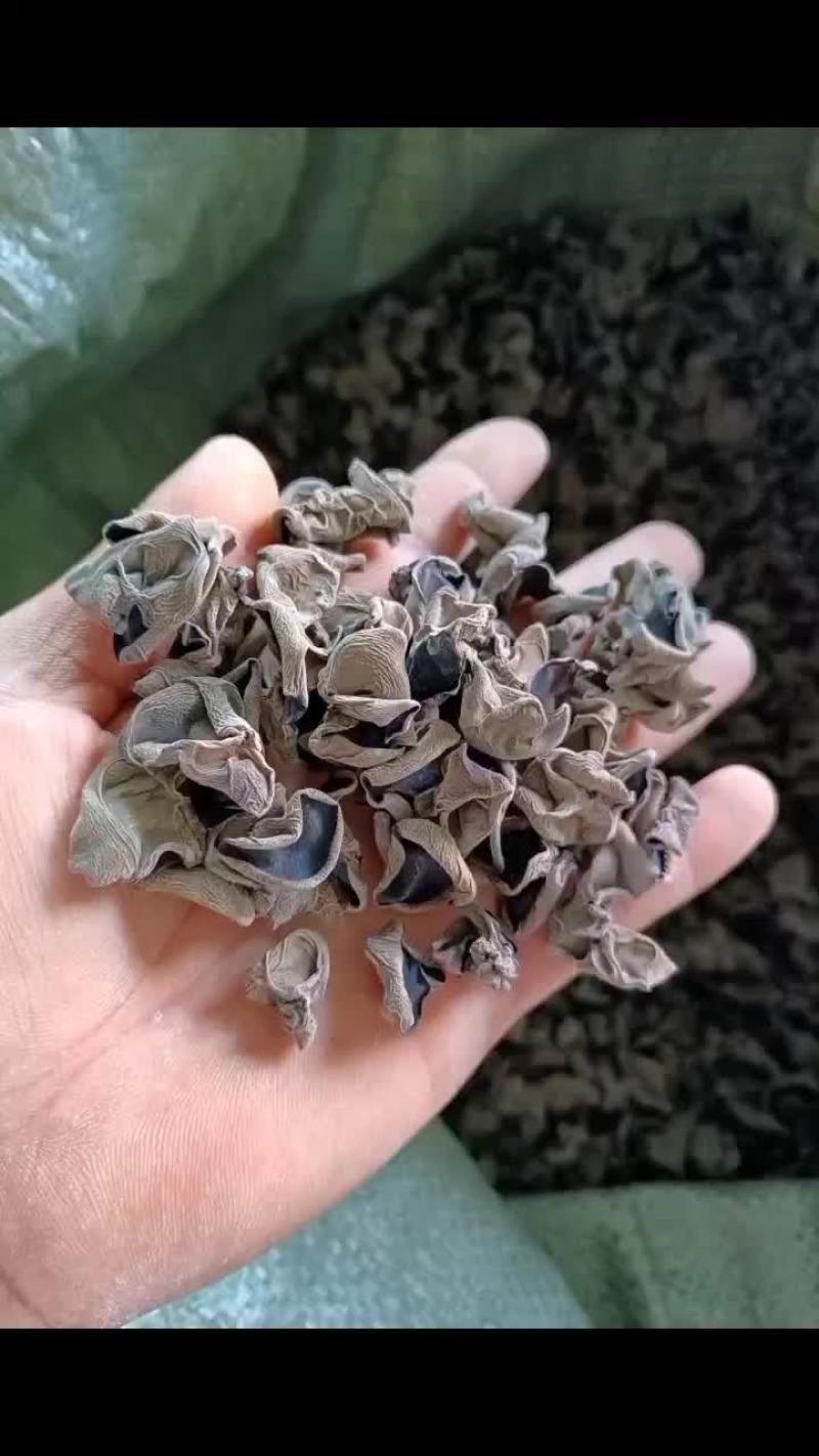 秋木耳泡发又黑又厚，一斤干的泡发11斤一14斤