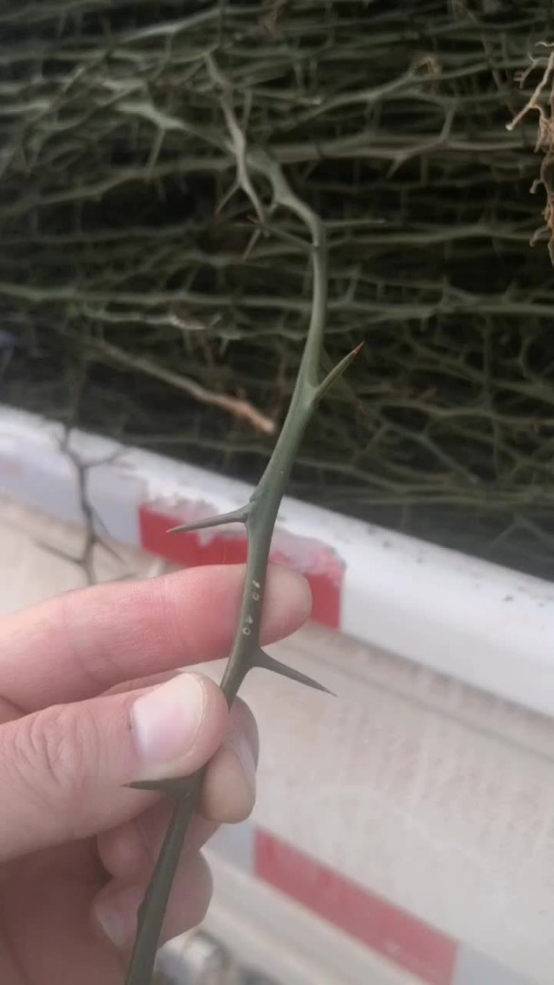 白凤水蜜桃树苗！大小规格齐全，欢迎现场考场！