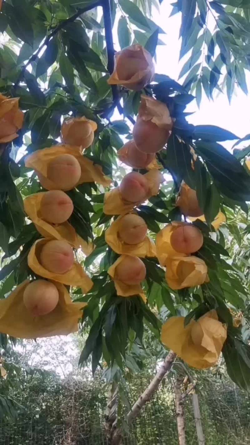 白凤水蜜桃树苗！大小规格齐全，欢迎现场考场！