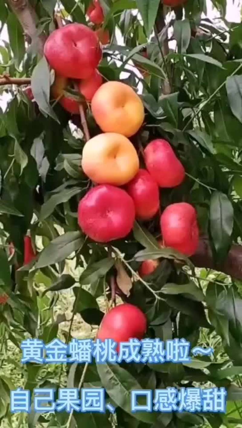 白凤水蜜桃树苗！大小规格齐全，欢迎现场考场！