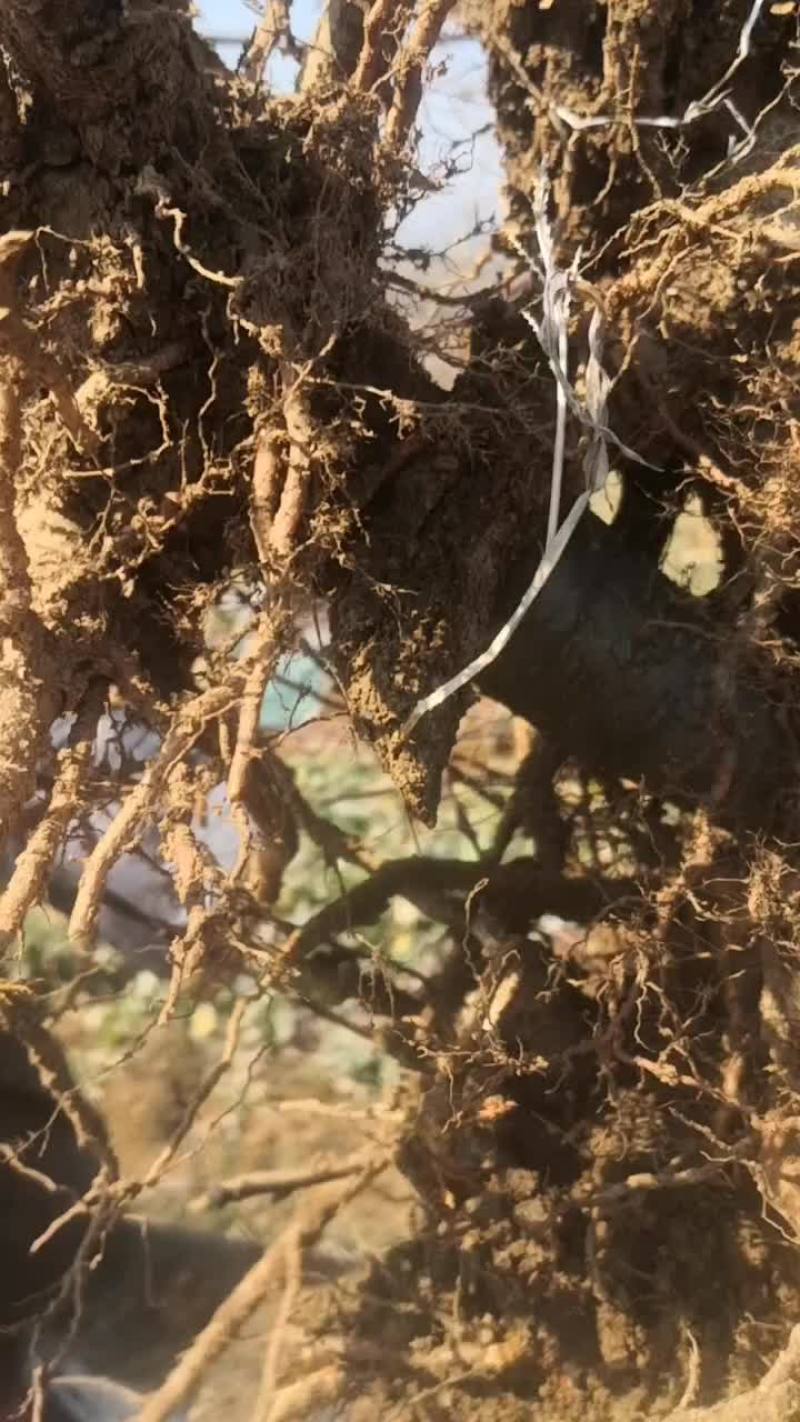 白凤水蜜桃树苗！大小规格齐全，欢迎现场考场！