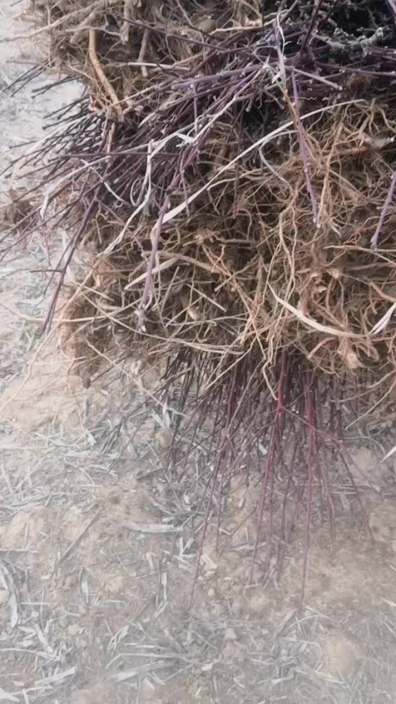 白凤水蜜桃树苗！大小规格齐全，欢迎现场考场！