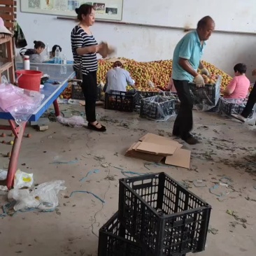 大量出售红宝石李子