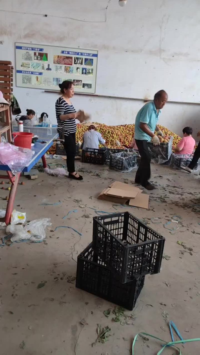 大量出售红宝石李子