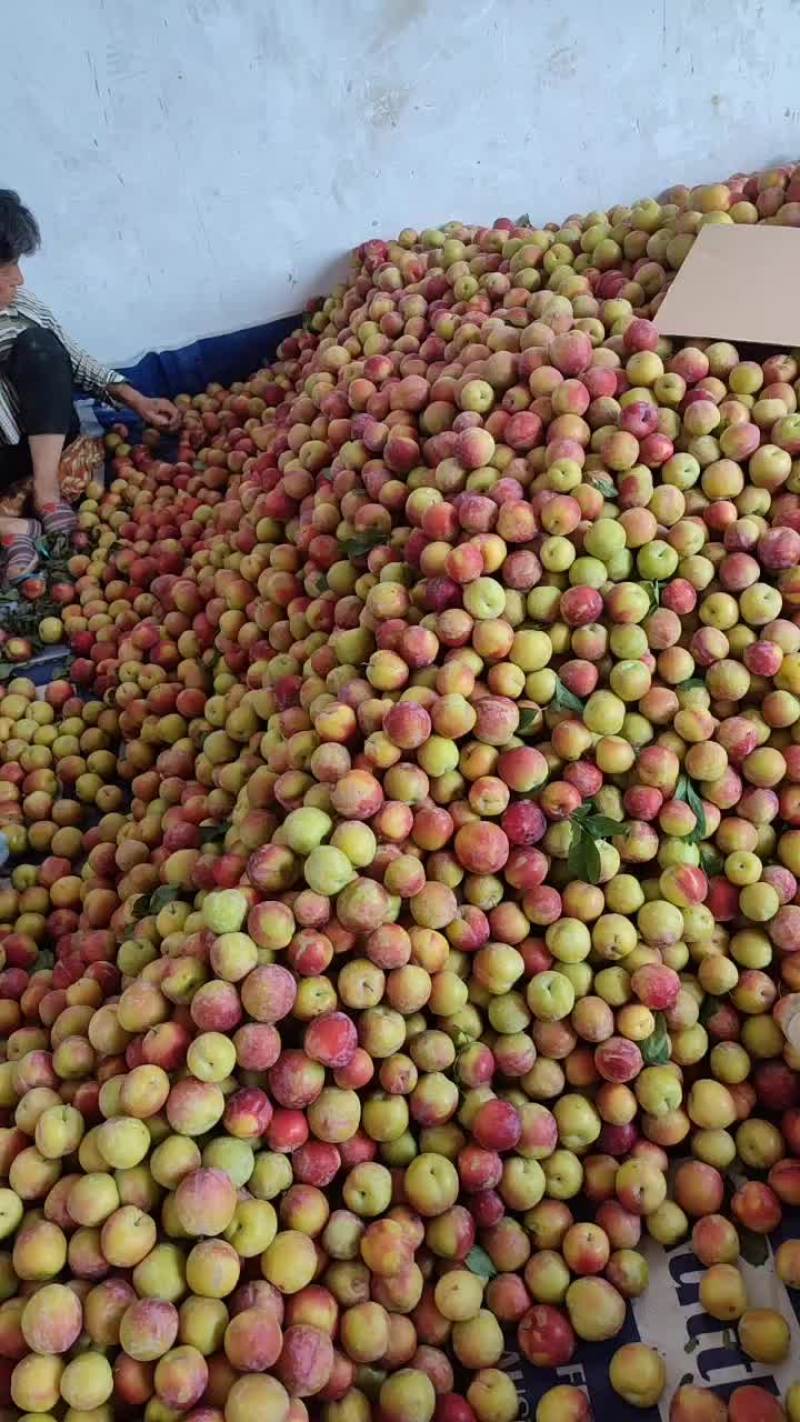 大量出售红宝石李子