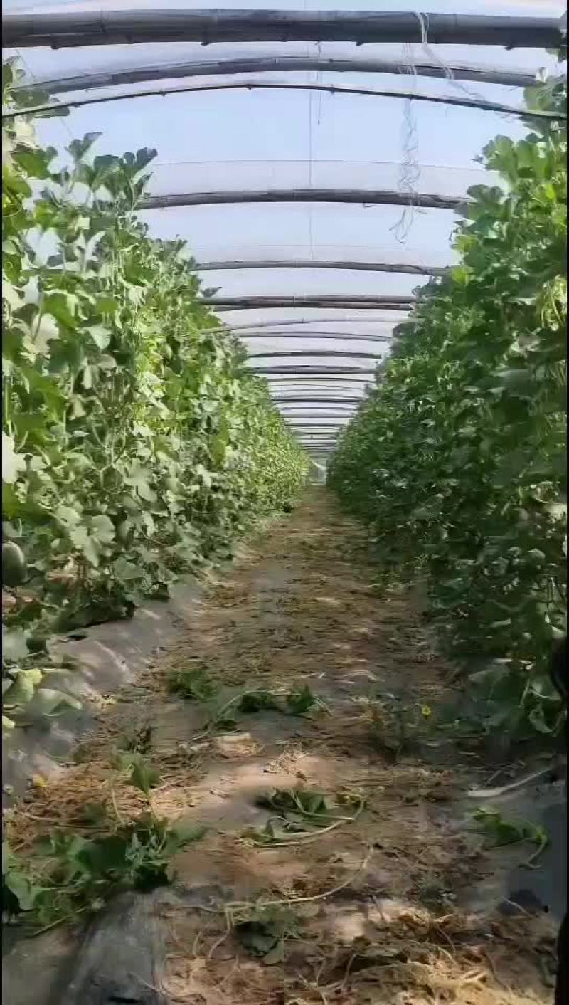 精品哈蜜瓜，脆甜多汁，质优价廉，贷涯不多，购者从速。