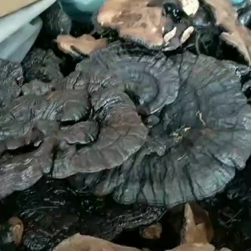 黑灵芝