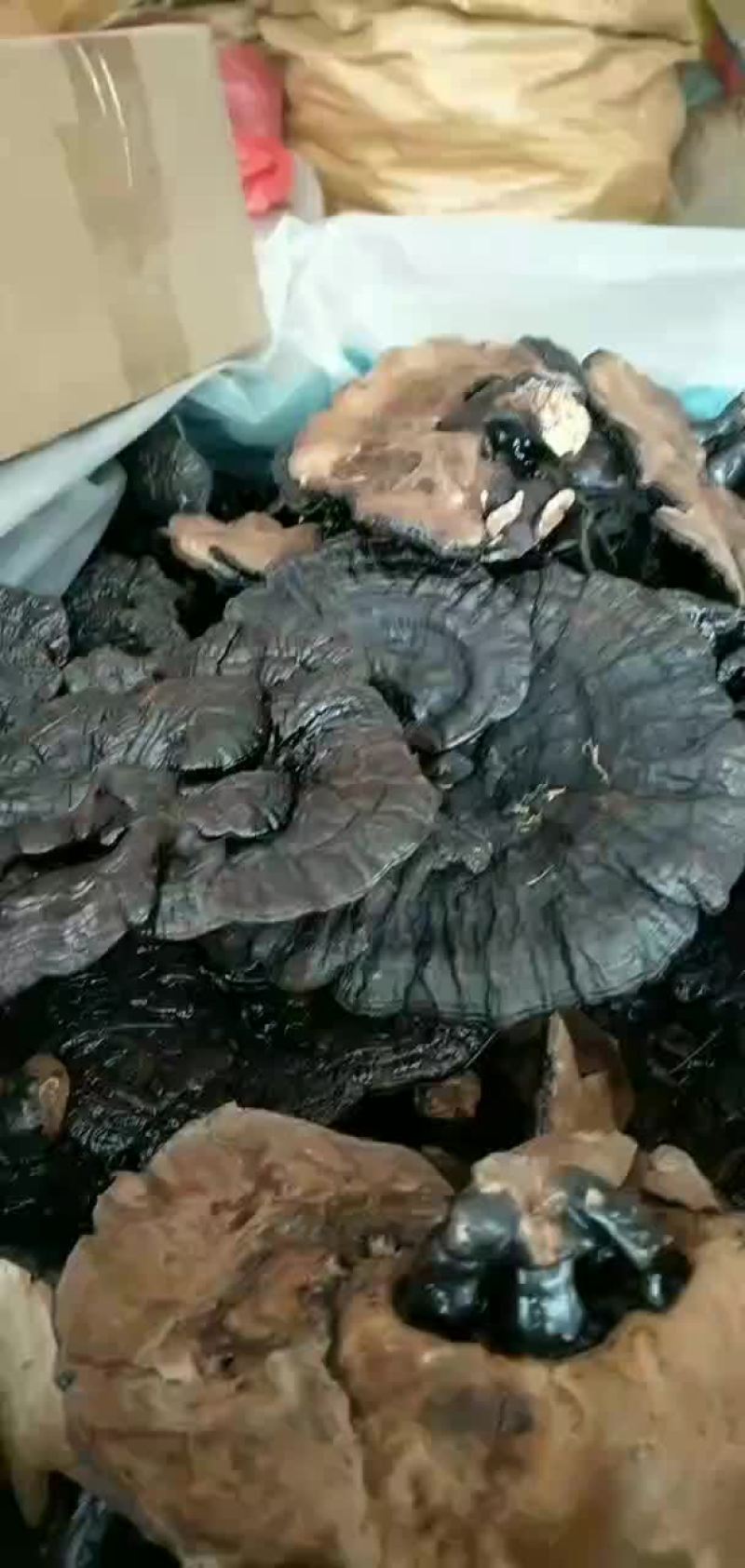 黑灵芝