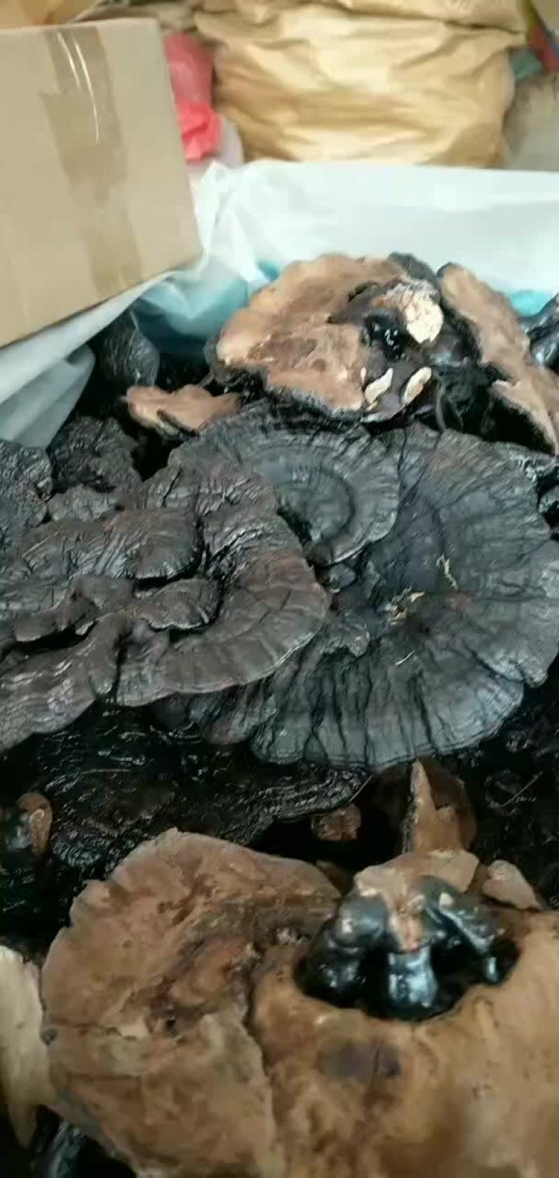 黑灵芝