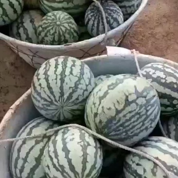 有子美都