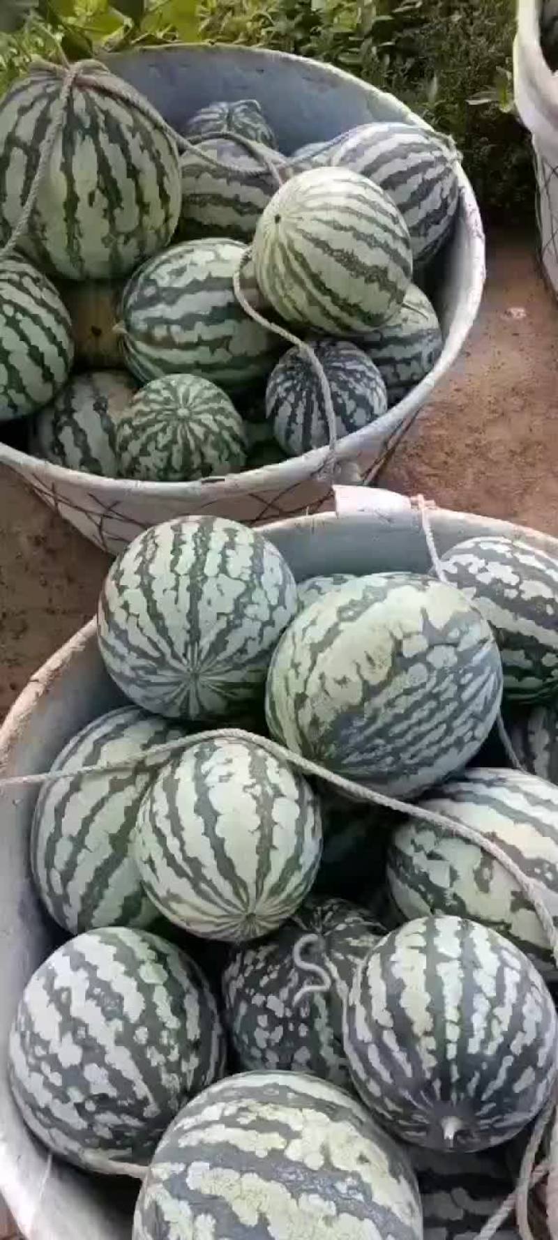 有子美都