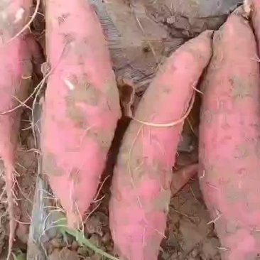 开封沙地优质红薯，西瓜红
