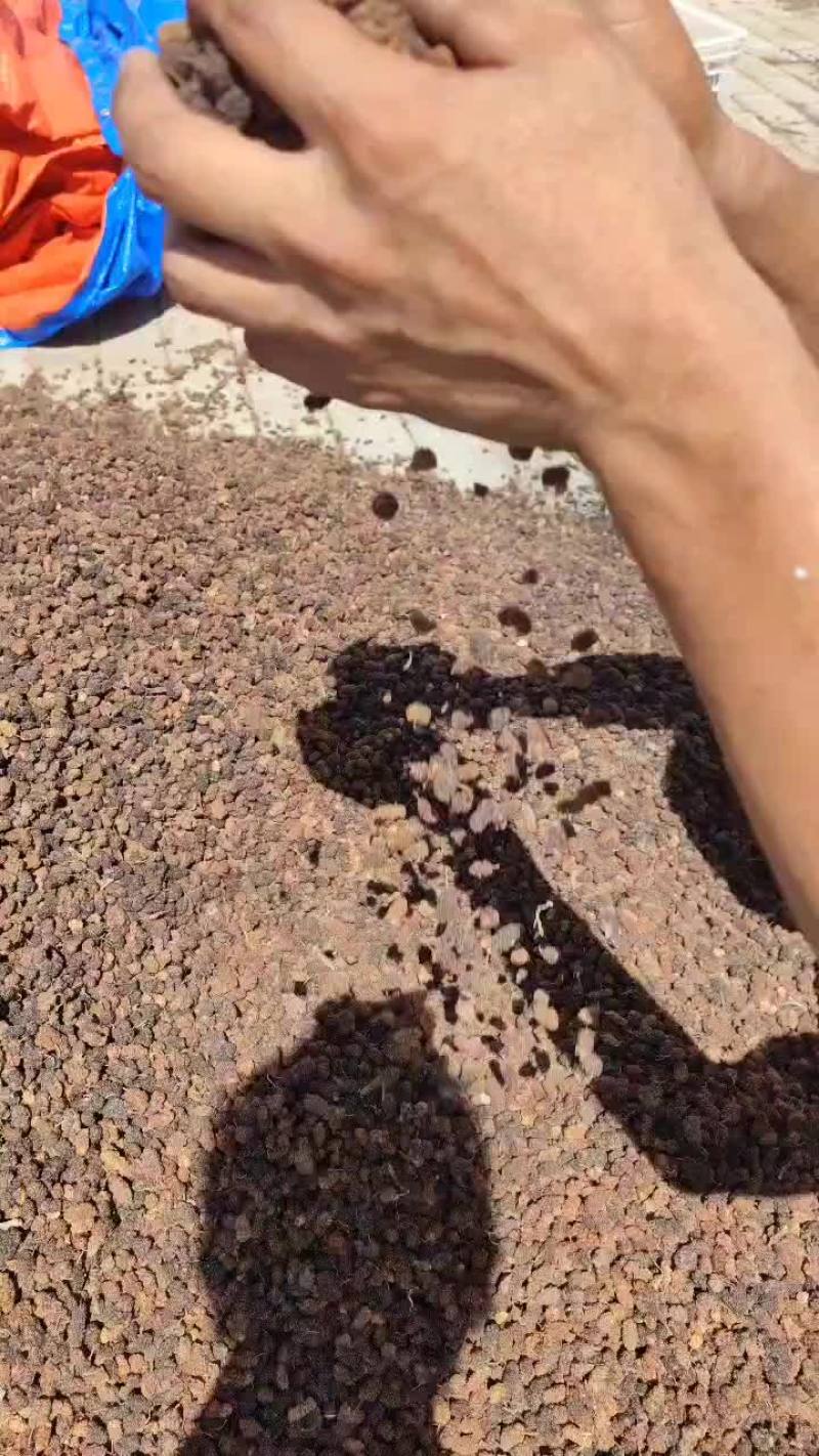 大量出售桑葚干