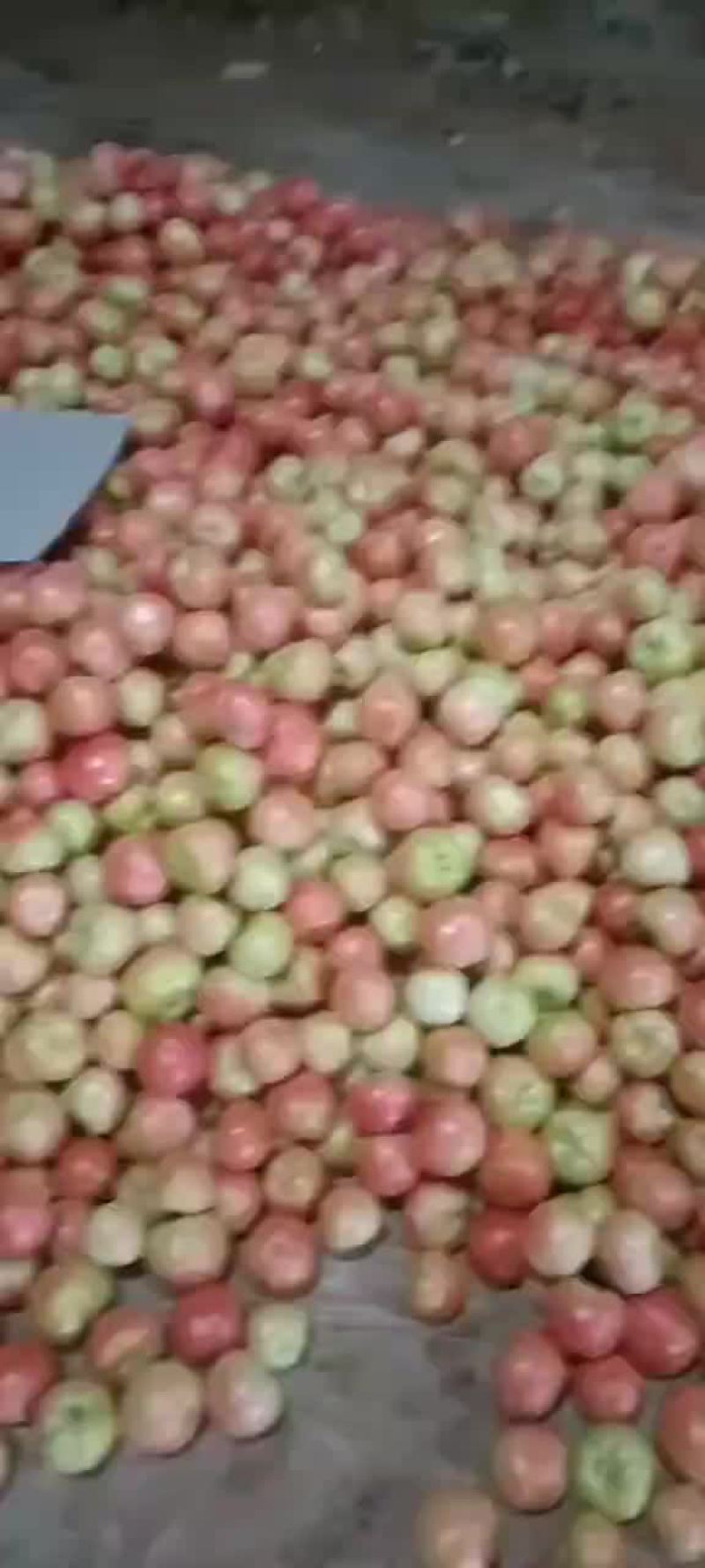 硬粉
