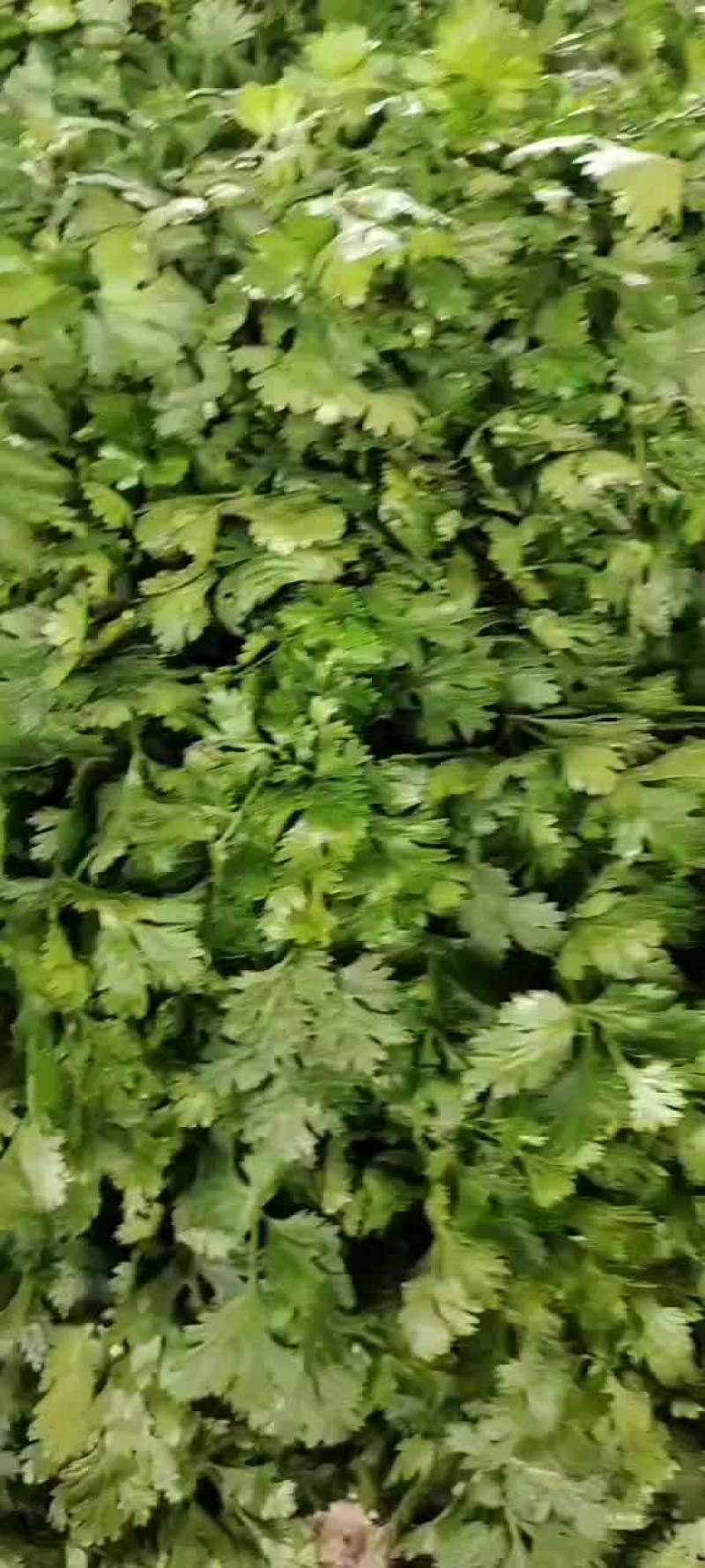 精品高原夏菜