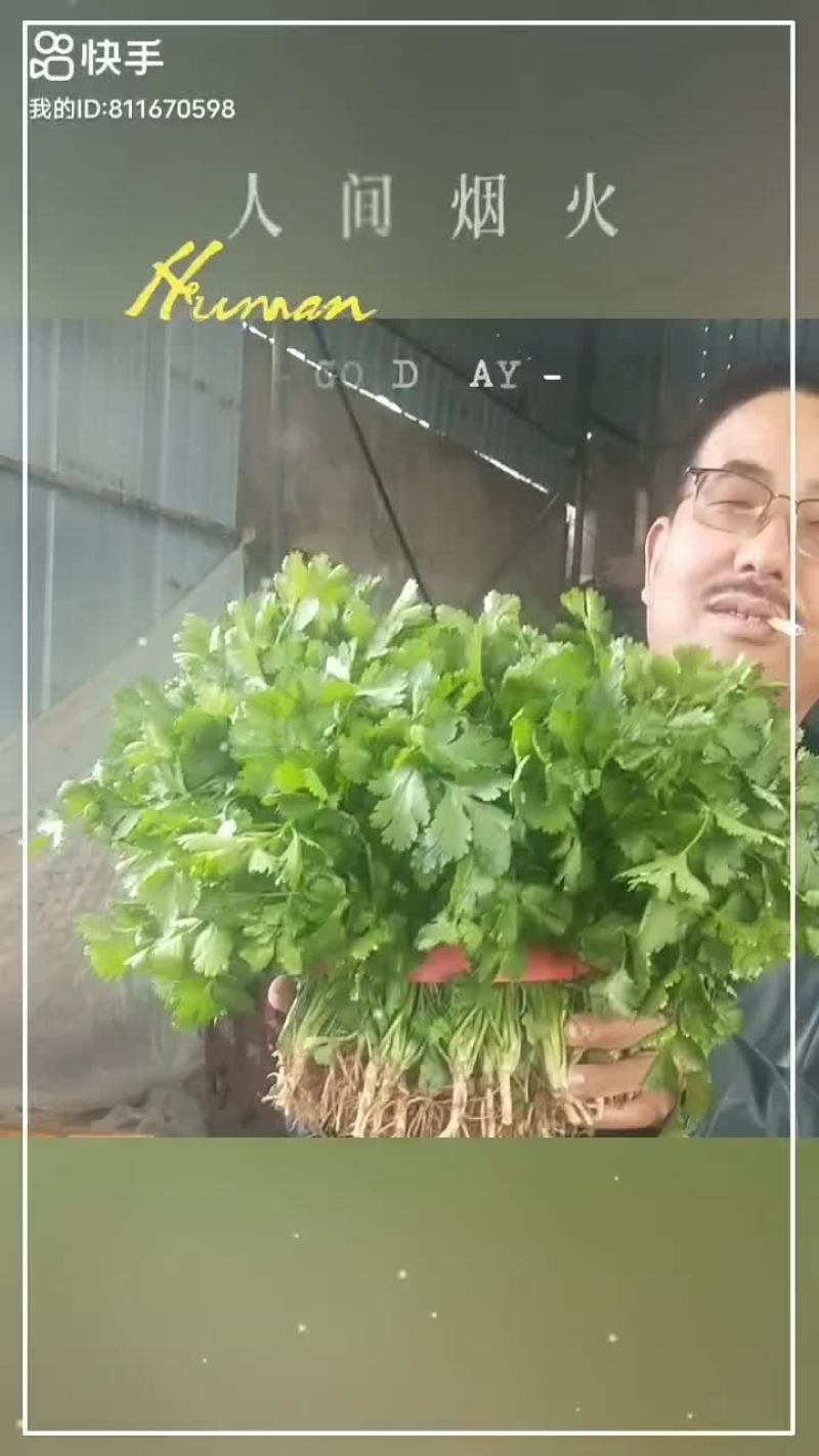 精品高原夏菜