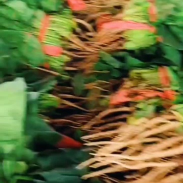 精品高原夏菜