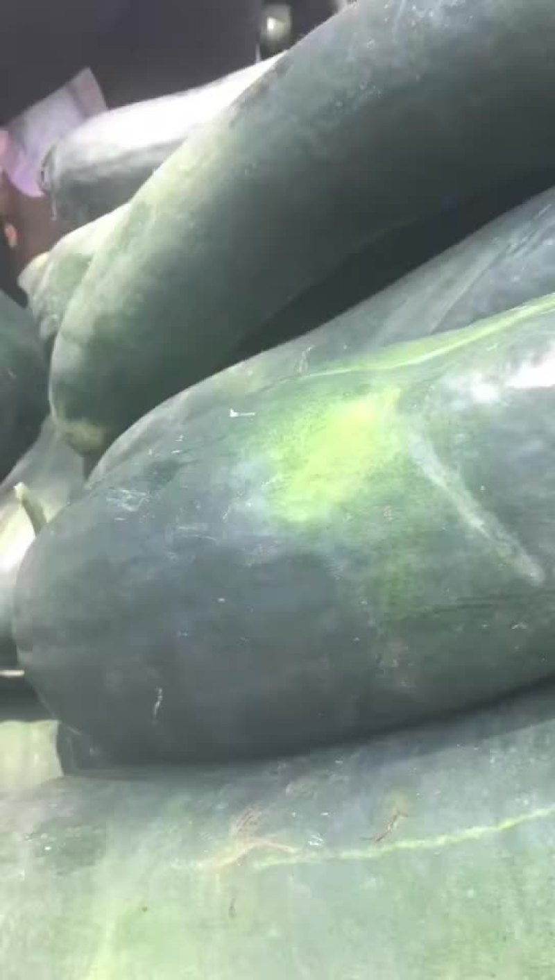 黑皮地冬瓜，大量上市，产地直销，中条，底面平整，全国代发