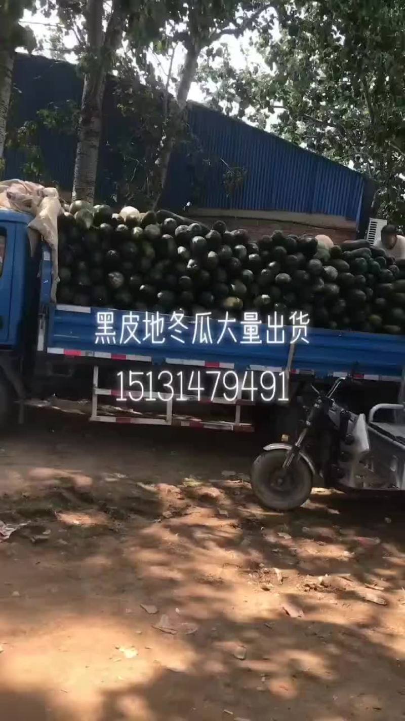 黑皮地冬瓜，大量上市，产地直销，中条，底面平整，全国代发