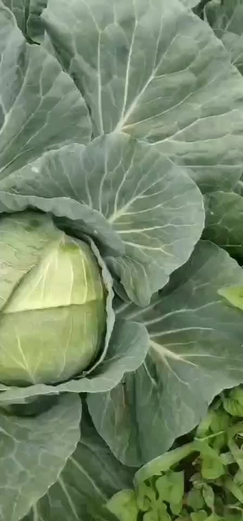 量大质量好价格美丽