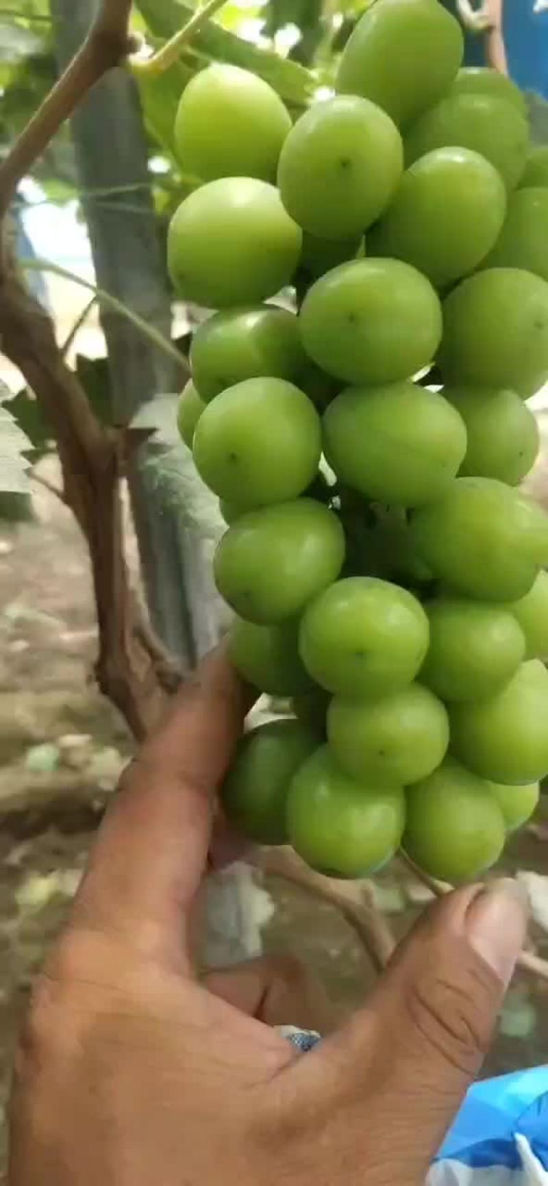 阳光玫瑰