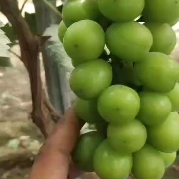 阳光玫瑰