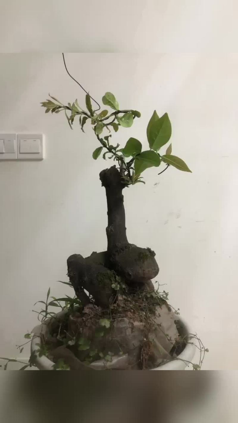 金弹子盆景