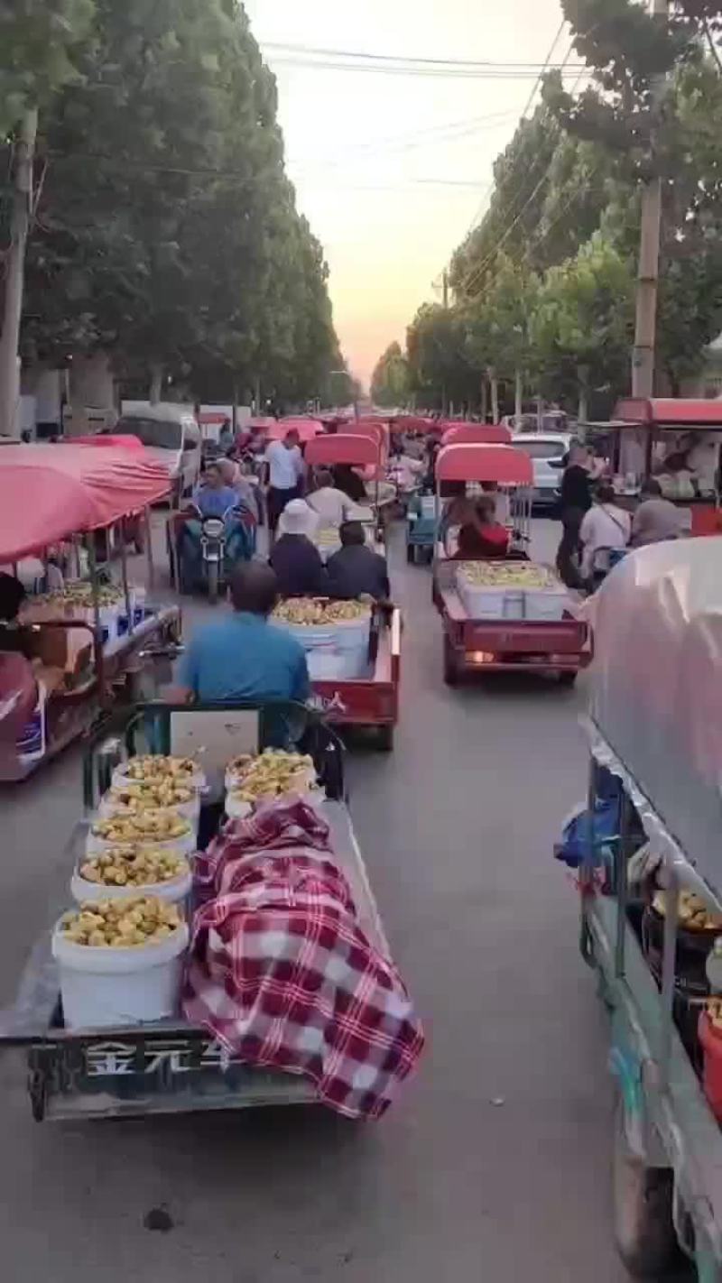 冬枣